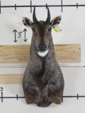 Nice Nilgai Sh Mt TAXIDERMY