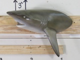 Reproduction 1/3 Body Shark TAXIDERMY