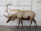 Very Nice XL Lifesize Elk w/Removable Antlers TAXIDERMY