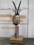 Very Nice Roan on Natural Wood Pedestal TAXIDERMY