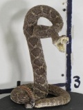 Lifesize Striking Rattlesnake 