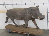 Lifesize Warthog on Base TAXIDERMY