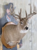 Nice/Heavy 14Pt Whitetail Sh Mt on Plaque TAXIDERMY