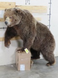 Really Big, Nice Lifesize Brown Bear w/Huge Head and all Claws *No base TAXIDERMY