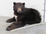 Nice 1/2 Body Black Bear TAXIDERMY