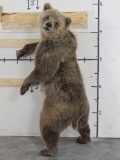 Newer Lifesize Brown Bear *No base TAXIDERMY