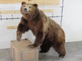 Very Nice/Newer Lifesize Brown Bear w/Large Claws *No base TAXIDERMY