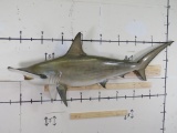 Awesome Reproduction Hammerhead Shark *RARELY SEEM* TAXIDERMY