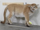 Lifesize Mountain Lion *No Base TAXIDERMY