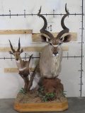 Really Nice Kudu and Bushbuck Pedestal Mt on Wheels TAXIDERMY