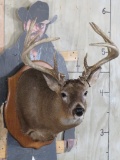 Nice/Big 15Pt Whitetail on Plaque TAXIDERMY