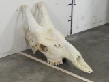 Giraffe Skull upper w/All Teeth, Nose Professionally Repaired by Taxidermist TAXIDERMY