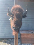 Awesome North American Bison, or Buffalo, sho. mount , 38 inches tall X 31 inches out , Awesome, NEW