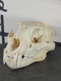 Leopard Skull w/All Teeth *TX RES ONLY* TAXIDERMY