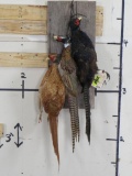 3 Dead Mt Pheasants 3 Different Color Variations TAXIDERMY