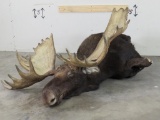 Dead Moose Mount w/XL Repro Rack 56.5