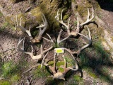 5 sets of REALLY Nice Whitetail deer antlers, on skull plates, two 10 points, and three 8 points
