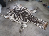 Big Zebra Hide, Nice Color TAXIDERMY