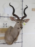 Kudu Sh Mt TAXIDERMY