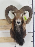 Mouflon Sh Mt TAXIDERMY