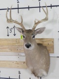 9Pt Whitetail Sh Mt TAXIDERMY