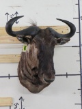 Wildebeest Sh Mt TAXIDERMY