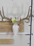 8 Pt Whitetail Skull TAXIDERMY