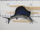 Vintage Sail Fish Mt w/Removable Fin TAXIDERMY