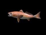 Beautiful Repro Red fish, NIB, about 23 inches long excellent fish taxidermy , sportsman decor