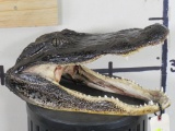 New Alligator Head TAXIDERMY