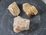 3 Fossilized Mososaur/Mososaurus Teeth in Matrix FOSSILS/ROCKS/MINERALS