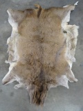 Red Stag Hide TAXIDERMY