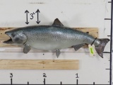 Vintage Real Skin Chinook King Salmon Fish Mt TAXIDERMY