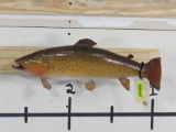 Real Skin Brown Trout Fish Mt TAXIDERMY