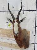 Bontebok Sh Mt w/Removable Horns *TX RES ONLY* TAXIDERMY