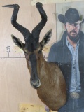 Red Hartebeest Sh Mt TAXIDERMY