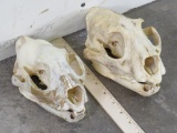 2 Leopard Skulls w/No K-9 Teeth (ONE$) *TX RES ONLY* TAXIDERMY