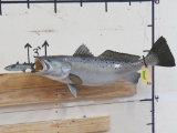 Trout Chasing a Mullet TAXIDERMY