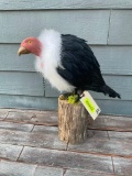Repro, Vulture Bird, very realistic looking! Death valley days ! Great piece of oddity taxidermy 100