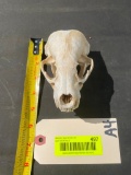 XXLG. North American Badger skull, with all teeth, excellent , 5 inches long X 3 inches wide. Rarely