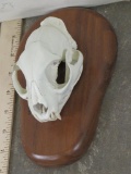 Nice Bobcat Skull on Plaque w/All Teeth TAXIDERMY
