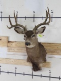 Mule Deer Sh Mt TAXIDERMY