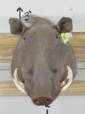 Warthog Sh Mt TAXIDERMY