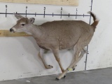Lifesize Female Mule Deer *No Base* TAXIDERMY