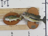 2 Real Skin Bass on Plaques (ONE$) TAXIDERMY