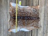 Beautiful, NEW Axis deer hide,, soft tanned, 32 inches long x 32 inches wide, excellent taxidermy ,