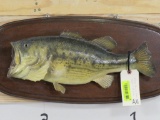 Vintage Bass on Plaque TAXIDERMY