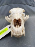 Big Black bear skull, slight damage to back of skull, 12 inches long X 7 inches wide HUGE..great tax