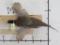 Beautiful Lifesize Flying Pheasant TAXIDERMY