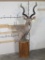 Kudu Pedestal Mt TAXIDERMY